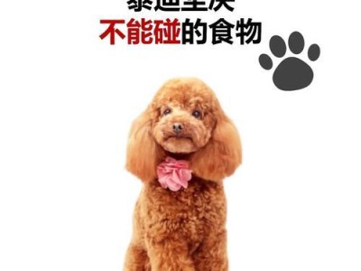 泰迪幼犬的饮食频率及注意事项（了解泰迪幼犬的进食需求，健康护理从饮食开始）