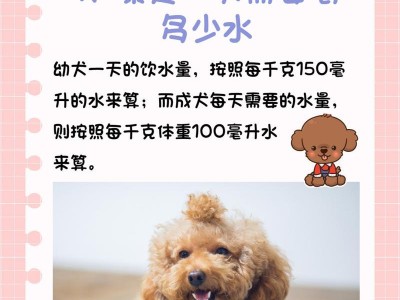 科学喂养成年泰迪，满足营养需求（合理控制每日食量，让宠物健康成长）