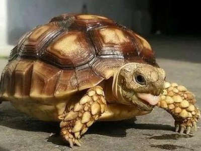 棕色高头翻鳃金鱼的养殖方法（了解这些，让你的金鱼更健康成长）