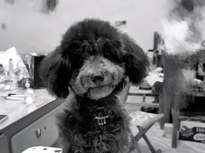 贵宾犬生命的告别（贵宾犬临终前的行为变化及其意义）
