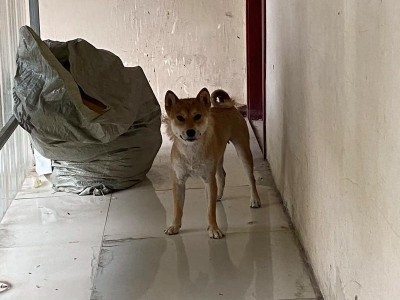 以柴狗是什么样？（探索柴狗的外貌、性格与特点）