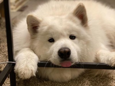狗为什么会一抽一抽？（揭开狗犬一抽一抽的原因及其表现形式）