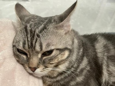 猫咪恶心并非完全等于呕吐！（揭开日常琐事背后的猫咪行为之谜）