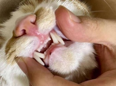 关于以别说没出门的猫不用驱虫的误解（揭秘猫身上隐藏的多种寄生虫与驱虫的必要性）