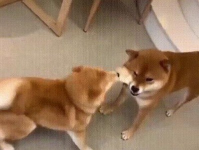 母狗为什么有爬跨的动作？（探究母狗爬跨行为的原因与意义）