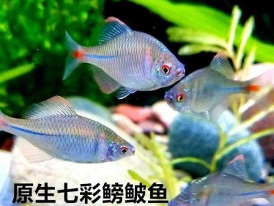 宠物鱼的饮食习惯（探索宠物鱼喜欢吃小鱼的原因和影响力）