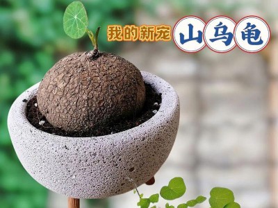 以山乌龟养的地方放什么东西？（打造理想的山乌龟饲养环境，让它们健康成长！）
