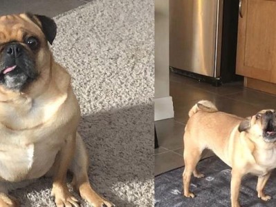 以巴哥犬脸什么时候变黑？（探寻以巴哥犬脸颜色变化的原因和时间点）