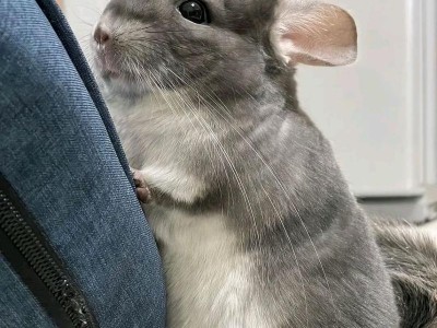 养龙猫须知（关注龙猫的饮食、饲养场所、健康与疾病防护、日常护理等要点）