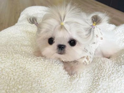 西施犬的优缺点及饲养指南（了解西施犬的优点与缺点，为你的宠物生活做好准备）