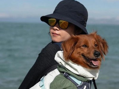 带狗狗坐飞机的必备步骤（确保狗狗安全登机的关键步骤）