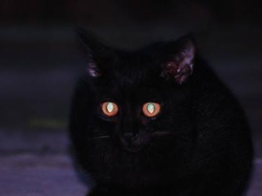 猫晚上为何看见东西？（探索猫咪夜间视觉能力的奥秘）