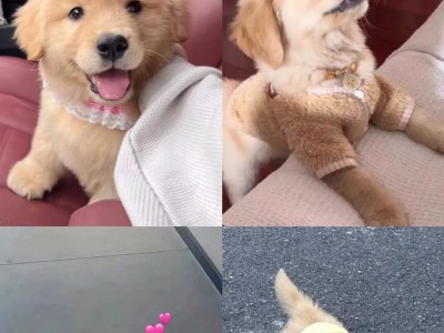 金毛幼犬适合吃什么？母乳羊奶粉是不错的选择！（了解金毛幼犬的饮食需求和母乳羊奶粉的优势）
