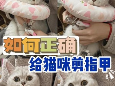 如何正确给狗狗剪指甲？（为了宠物的安全，主人需要准备这些东西避免弄伤狗狗）