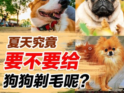 选择合适的狗品种进行剃毛，确保宠物健康与舒适（以什么狗可以剃毛为主题写的详细指南）