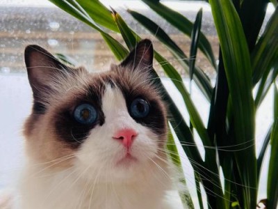 养一只猫一个月的费用及注意事项（猫咪的开销和养护要点一览）