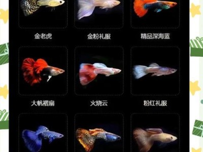 孔雀鱼养殖中换水频率的重要性（探究孔雀鱼饲养过程中合适的水质维护方式）