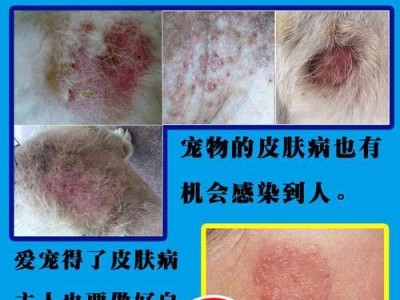 泰迪皮肤病的治疗药物推荐（选择适合泰迪的皮肤病药物，保证宠物健康快乐）