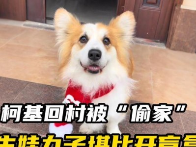 以母柯基一般怀孕多久？（母柯基怀孕周期和相关因素的解析）