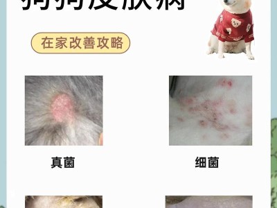 狗狗常见的6种皮肤病及其特征（详解狗狗常见皮肤病的特征，了解宠物健康保护）