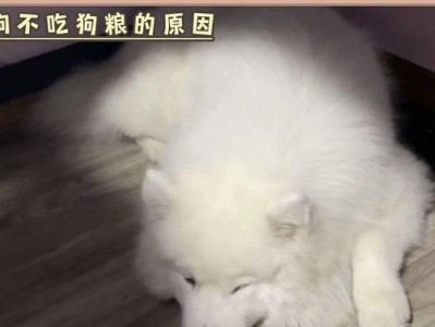 揭秘狗不吃食的原因（探寻狗不吃食的真相，帮助你的宠物健康饮食）