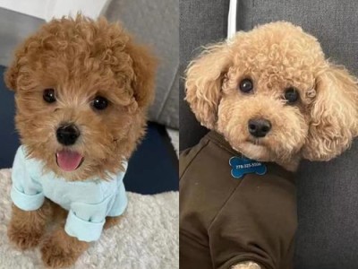 为什么我才买小狗？（探索养宠物的动机和挑战）