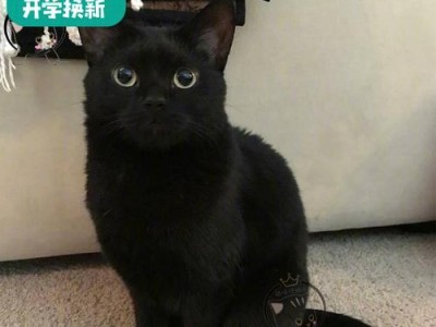 孟买猫与玄猫（探索孟买猫和玄猫之间的区别与特点）