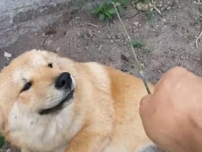博美幼犬的喜好玩具与游戏（揭秘博美幼犬最爱的玩具和游戏，让你的宠物快乐无比）