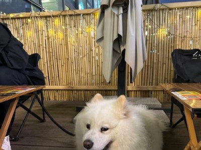 萨摩耶犬（了解萨摩耶犬的价格及性格特点）
