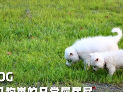 为什么狗的屎是绿色的？（揭开狗狗排泄物颜色之谜，绿色为何常见？）