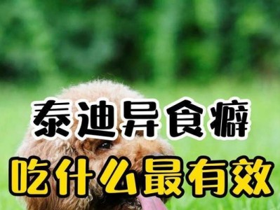 成年泰迪饮食指南（为你的泰迪提供健康均衡的饮食）