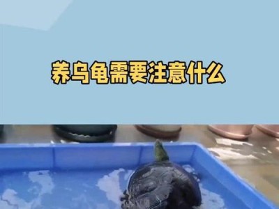 养乌龟能干什么用？（探索养乌龙的多种用途）