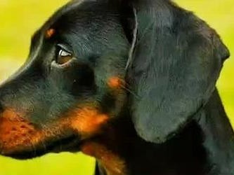狗子日常必需品大揭秘（为您的爱犬提供最佳生活配备，让它们过上快乐健康的生活）