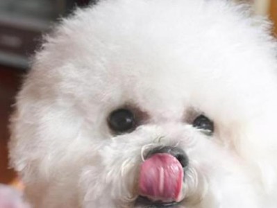 比熊犬缺乏元素的表现及解决方法（了解比熊犬缺乏元素的迹象，保证宠物健康）