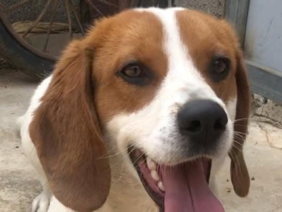 比格犬训练的注意事项（如何有效训练比格犬，让它成为听话的好伴侣）