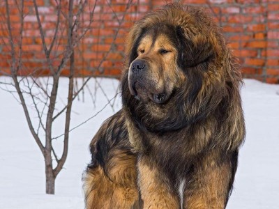 地区的藏獒——高原之王（独特的地理环境孕育出的强大犬种）
