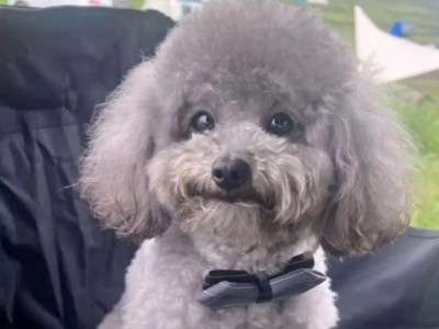 泰迪犬常见疾病及防治（了解泰迪犬的健康问题，保护你的宠物）