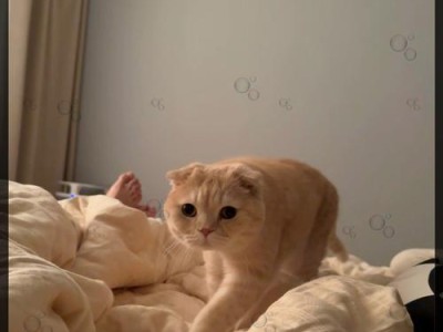 探索不同狗品种与贝类之间的有趣关系（贝类之名与狗品种之音的神奇共鸣）