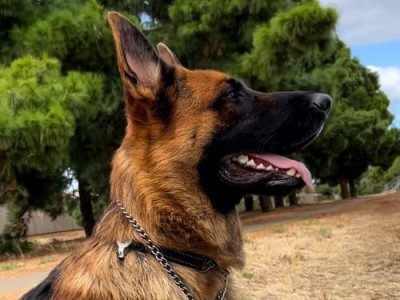 如何选择高品质的纯种德国牧羊犬（挑选高质纯种德牧的关键技巧与注意事项）