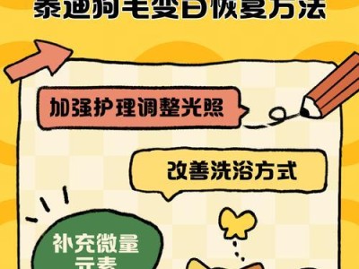 泰迪犬的防暑工作（如何判断泰迪犬是否中暑，及时救治与预防）