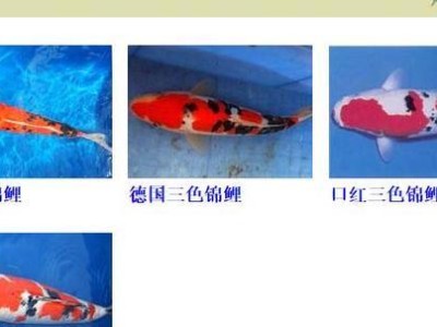 探寻锦鲤的多样品种及其特点（锦鲤的繁衍演化与观赏价值）