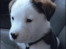 揭秘狗狗天天打嗝的原因（为什么狗狗会频繁打嗝？如何缓解狗狗的打嗝问题？）
