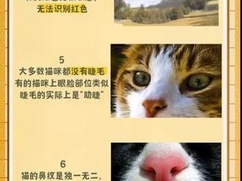 揭秘猫咪的11个冷知识（了解猫咪的奇特之处，探索它们的神秘世界）