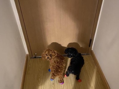泰迪的嗅觉挑剔（泰迪犬、气味偏好、敏感嗅觉、厌恶源、培养健康气味）