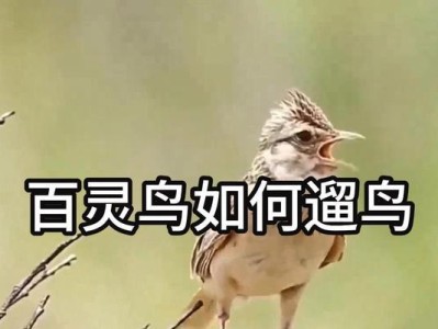 百灵鸟雏鸟总叫的原因及意义（探究百灵鸟雏鸟总叫行为的根本动机和功能）